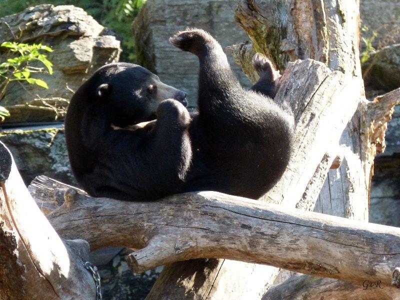 Zoo Köln 015 Kopie.jpg