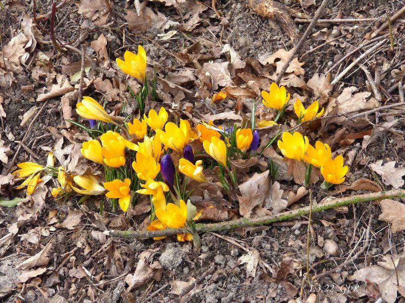 Frühling 22 007 Kopie.jpg