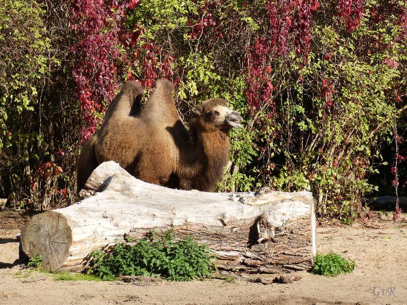 Kölner Zoo 6.10.18 003 Kopie.jpg