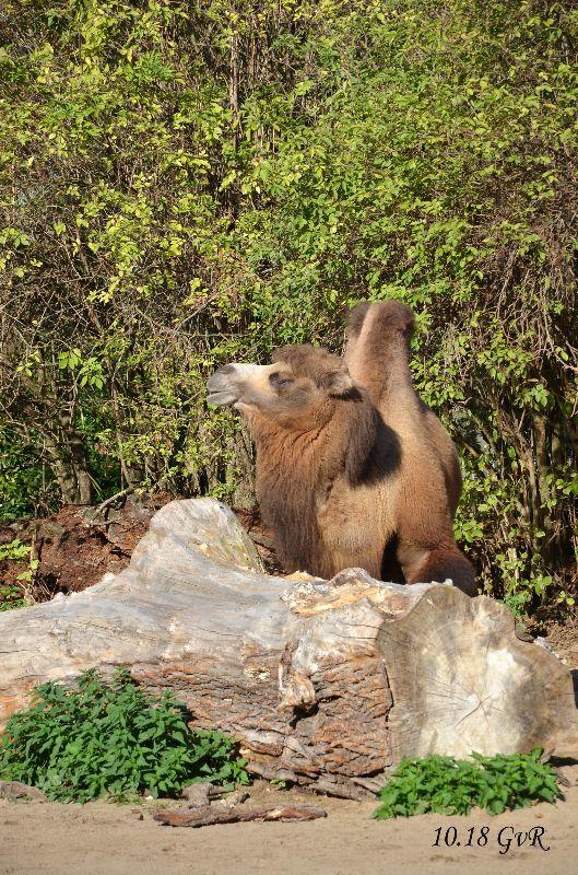 Zoo Köln0366 pg.jpg