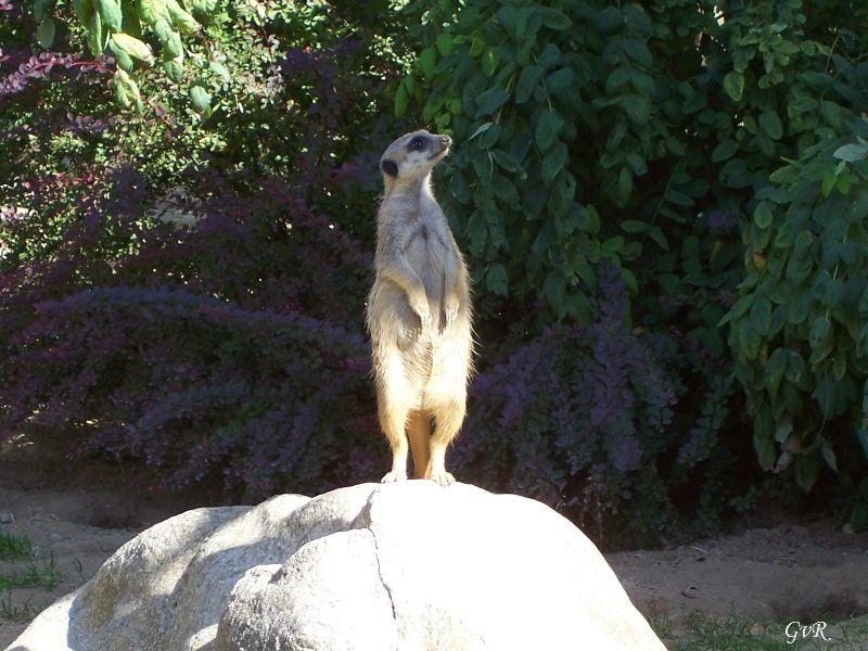 Zoo Köln 9-9-2008 063.jpg