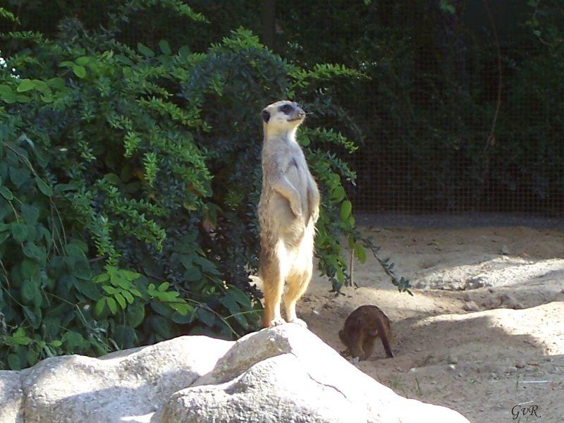 Zoo Köln 062 .jpg