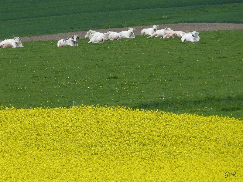 Augenweide.jpg