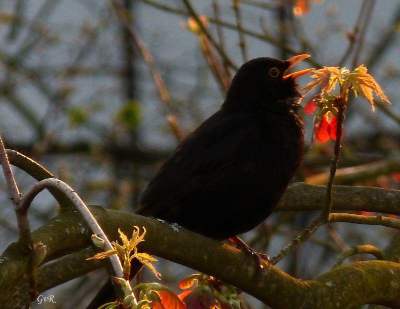 Amsel 001.jpg