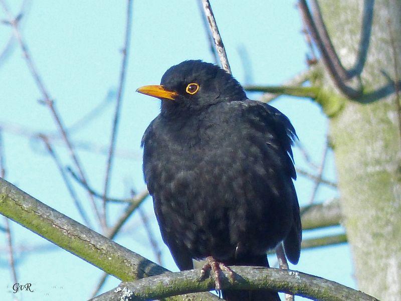 Amsel Kopie.jpg