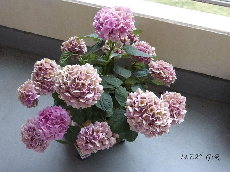 Hortensie 14.7.22 002 Kopie.jpg