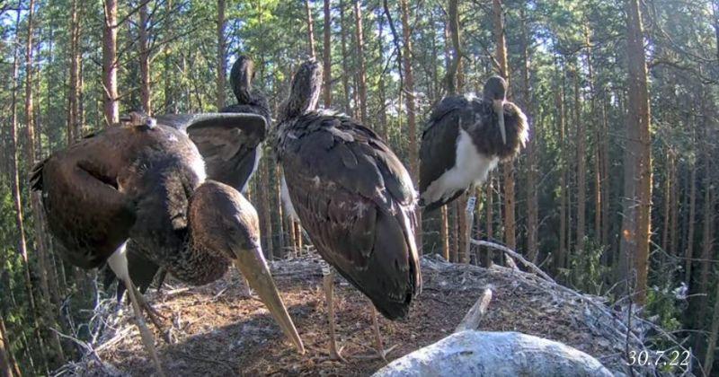 Storch 30.7.22 Kopie.jpg