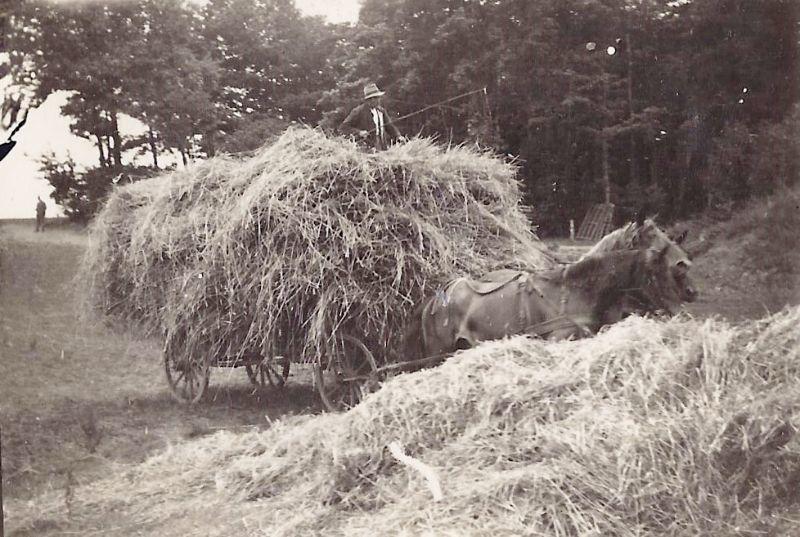 Pommern_Dolgen_1930_-_Heuwagen - Kopie.jpg