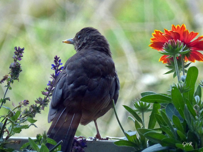 Amsel 7.8 005 Kopie.jpg