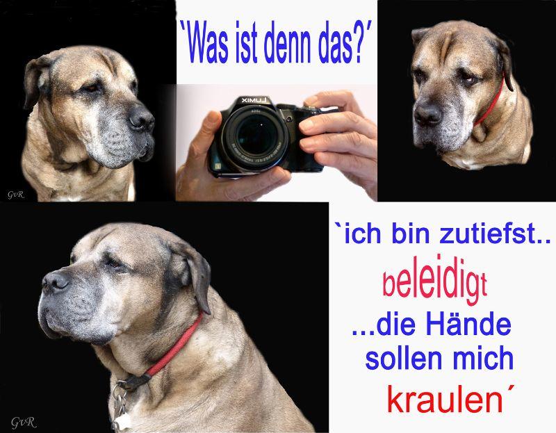 Collage Hausfreundxxxjpg.jpg