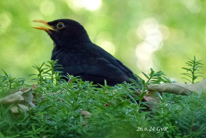 Amsel P1340227.jpg