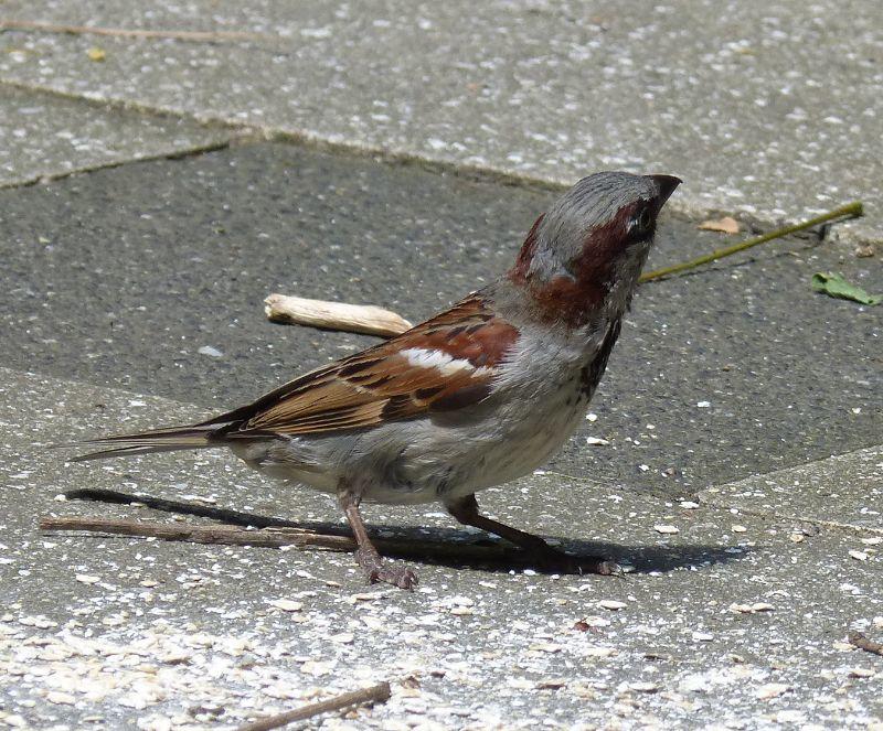 Spatz klein Kopie.jpg