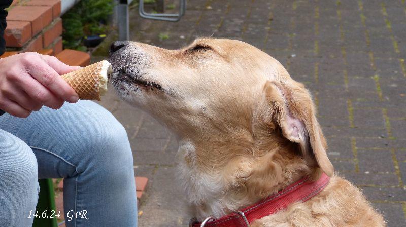 Hund Eis.jpg