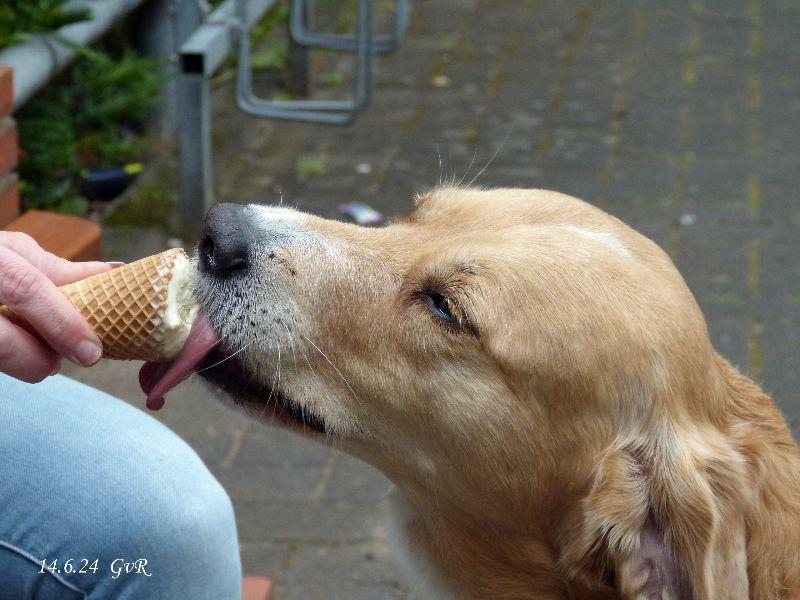 Hund Eis P1340137 Kopie.jpg