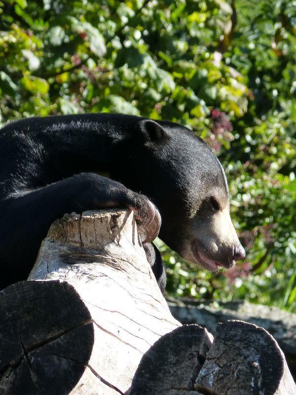 Zoo Köln 039.jpg