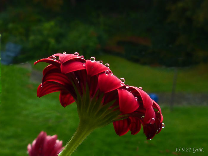 Blüten bei Regen 002 Kopie.jpg