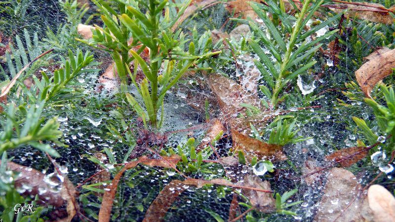 Regenwasser im Spinnennetz jpg Kopie.jpg