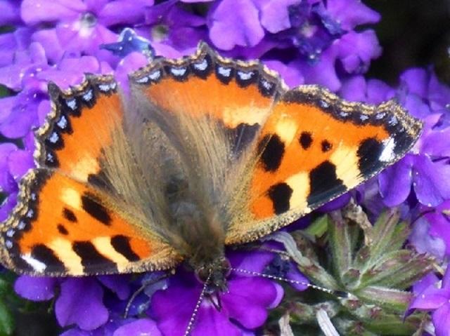 schmetterling 2 2020.JPG