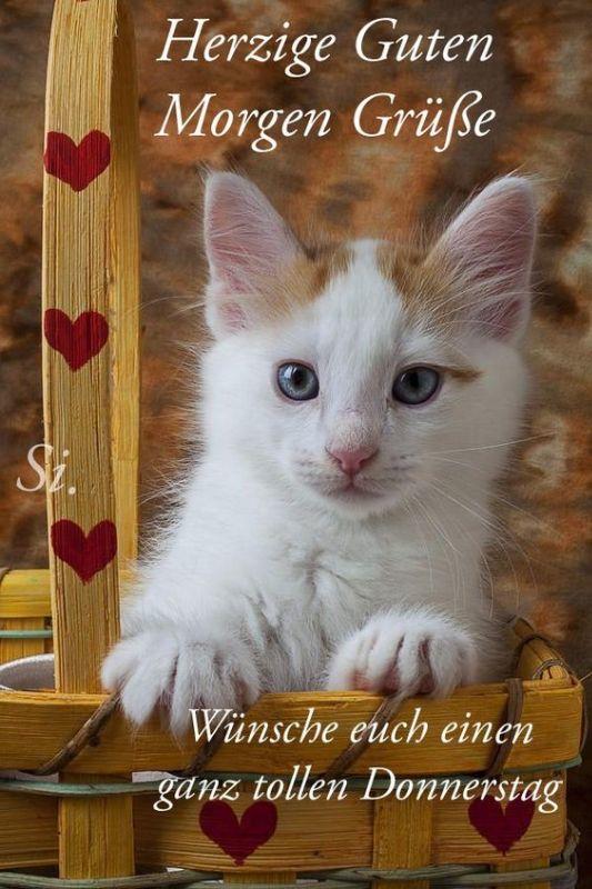 guten morgen  donnerstag katze.jpg