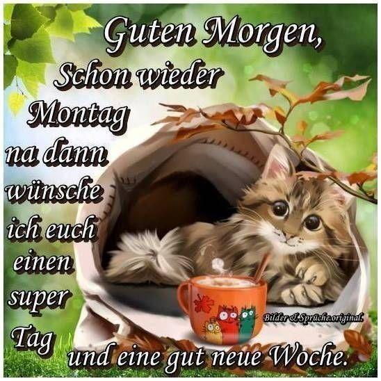 guten morgen katze wochenstart.jpg