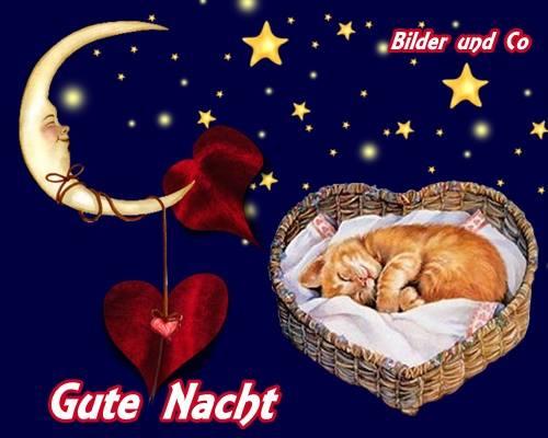 gute nacht katze im herzkorb.jpg