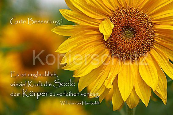 gute besserung sonnenblume.jpg