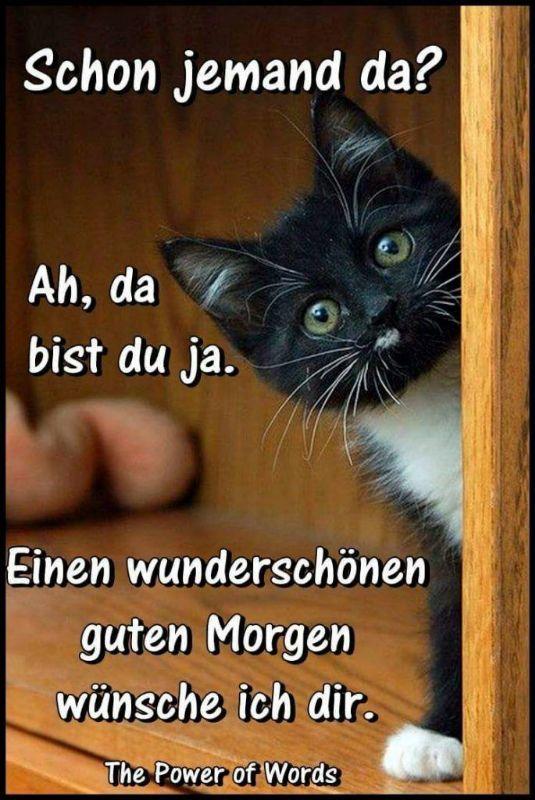 guten morgen sonnabend katze witzig.jpg