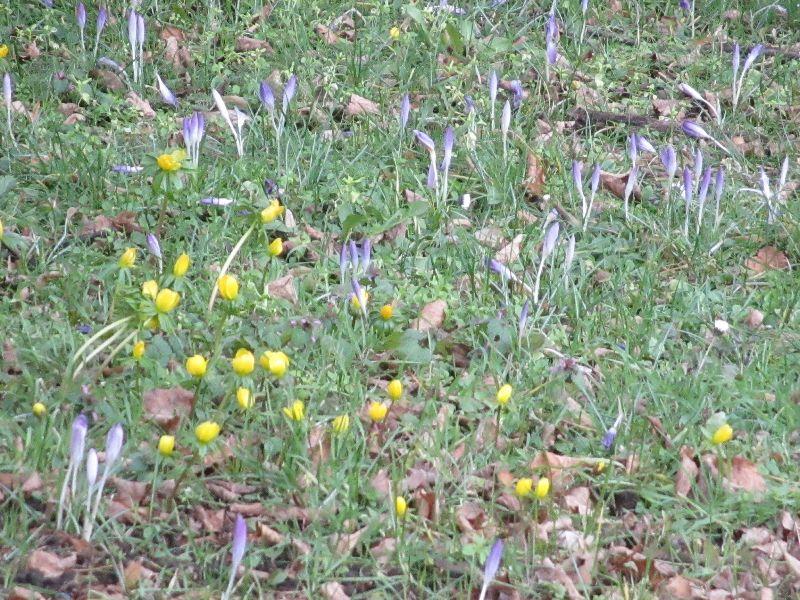 winterlinge oder krokusse 3.JPG