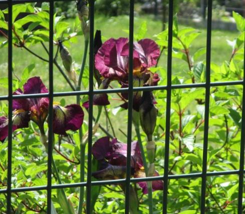 blumen am wegesrand iris.JPG