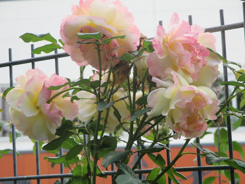 rosenbusch rosa groß neu.JPG