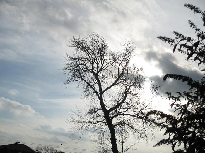 baum schief altscherbitz 1.JPG