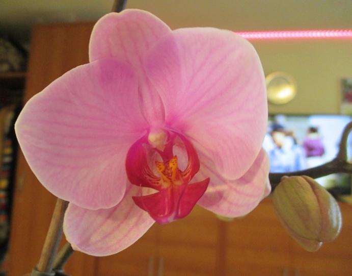 orchidee rosa.JPG