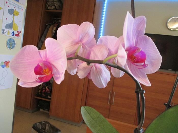 orchidee 4.7.24.JPG