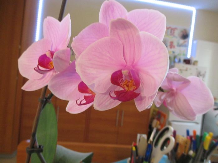 orchidee 4.7.24 zwei.JPG