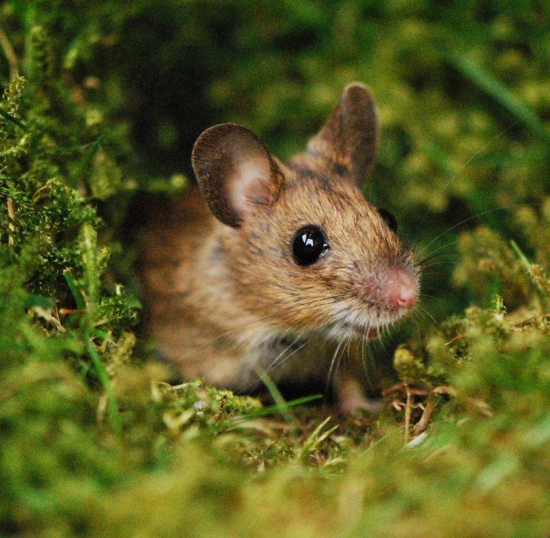 Wood-mouse.jpg