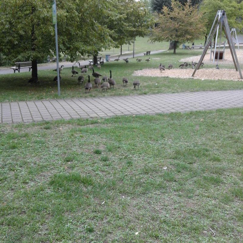 Gänse-Spielplatz.jpg