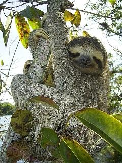 pygmy-sloth-62869_640.jpg