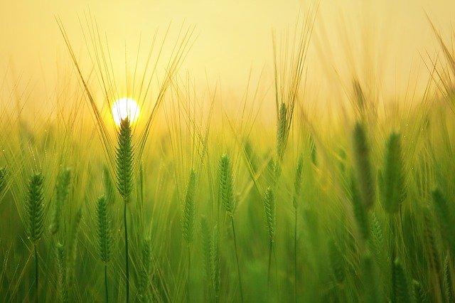 barley-field-gb34b3d94b_640.jpg