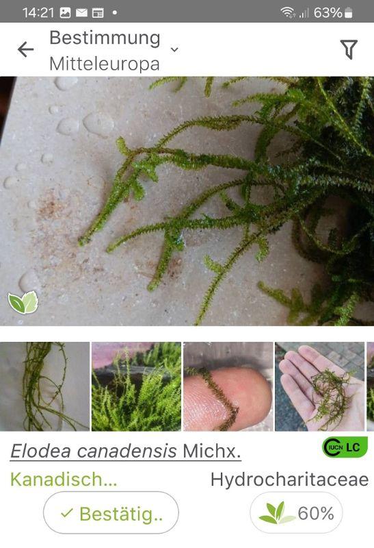 elodea2.jpg