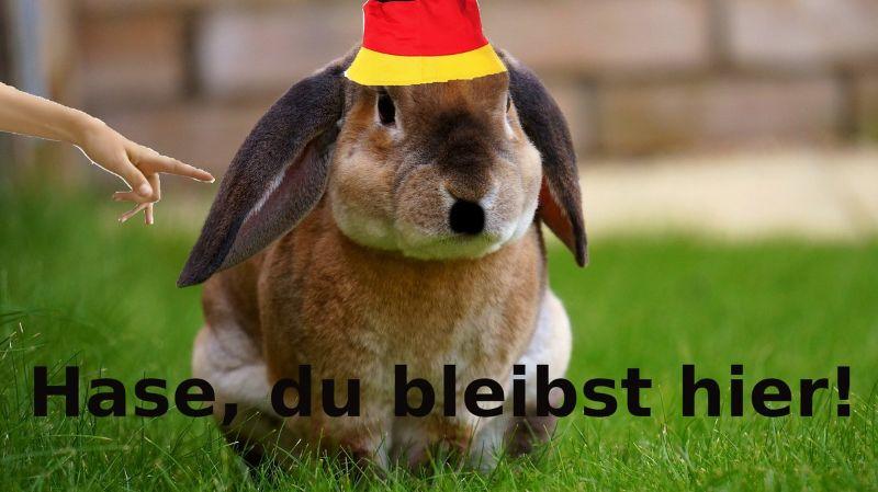 Hase - du bleibst hier.jpg