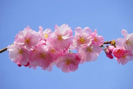 japanese-cherry-trees-324187__340.jpg