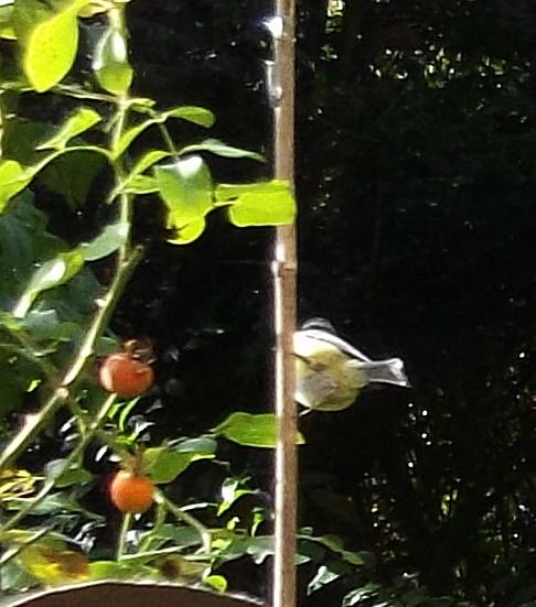 11.10.VogelhBlaumei-486x551.JPG