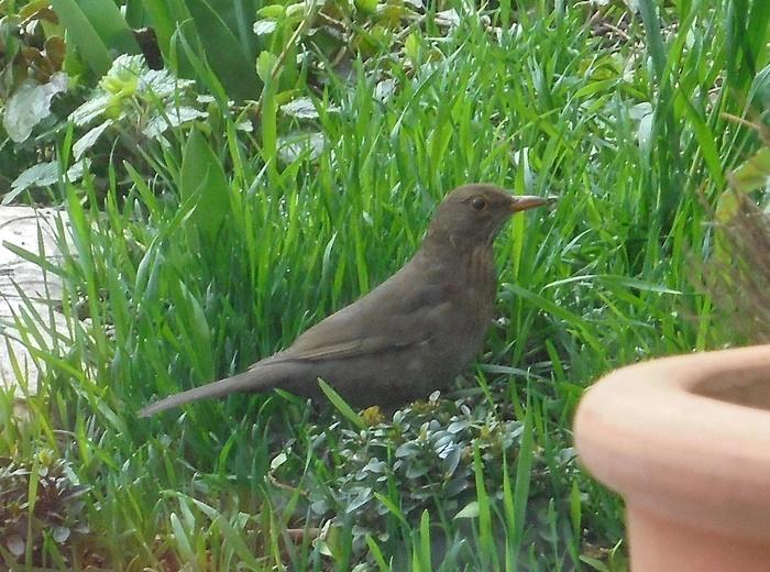 Amsel1-700.JPG