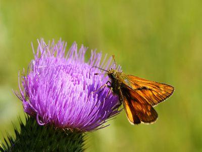 Felder-Blumen-Landwirtschaft-Schmetterling.jpg