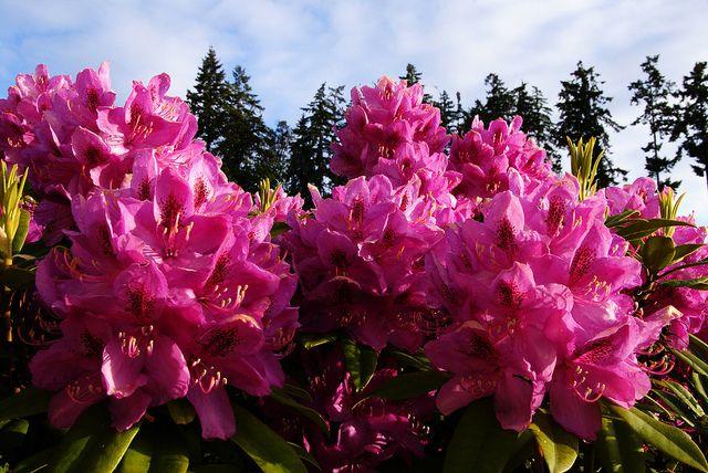 Rhododendren.jpg