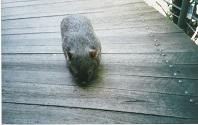 Wombats i.Zoo.jpg