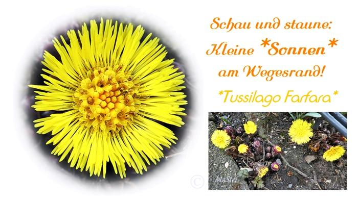 P1130425 700 Tussilago.JPG