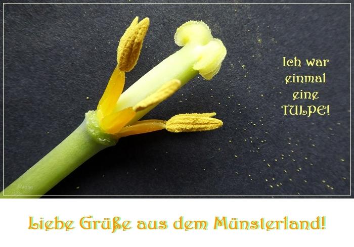 P1270909 700 TULPE Grüße.JPG