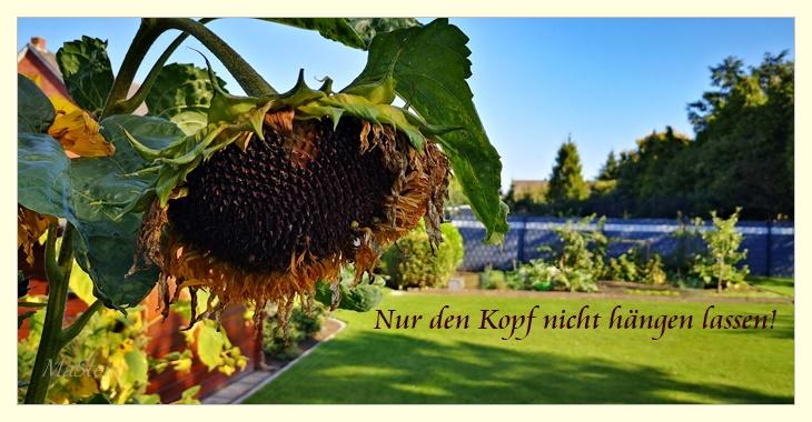 Nur den Kopf nicht hängen lassen SONNENBLUME 700.jpg