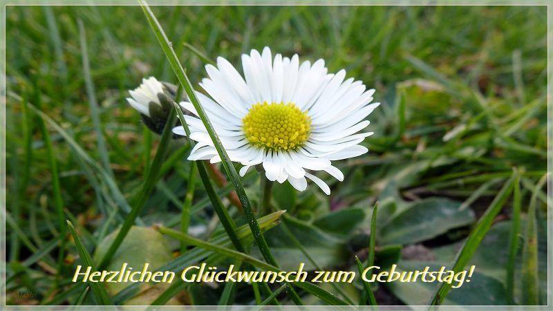 P1160447 Gänseblümchen Geburtstag.JPG